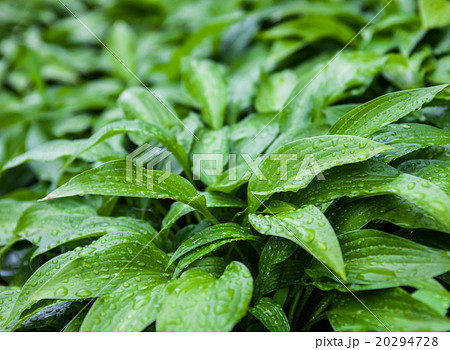 Green leaves of hosta with rain drops Green leaves of hosta with rain drops 20294728