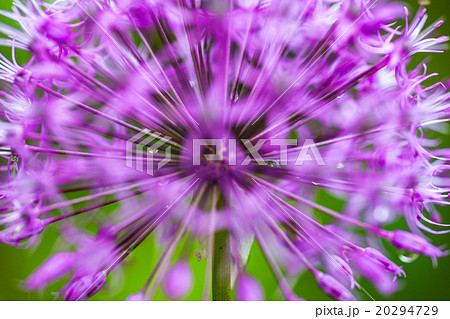 Blooming ornamental onion (Allium) 20294729