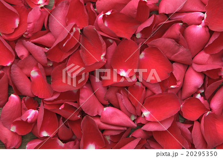 Beautiful roses petals on wooden. Valentine's Day Beautiful roses petals on wooden. Valentine's Day 20295350