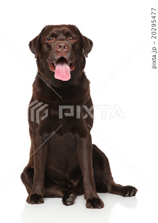 Labrador retriever dog 20295477