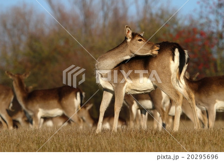 Fallow deer female scrambling 20295696