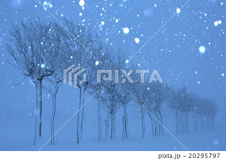 はさ木雪化粧 20295797