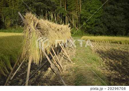 はさがけ 20296708