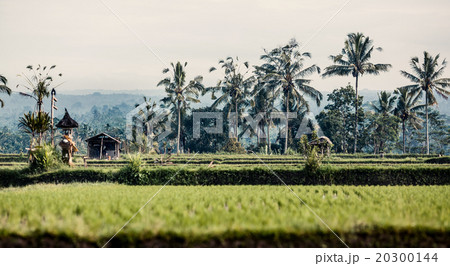 Rice field in Bali 20300144