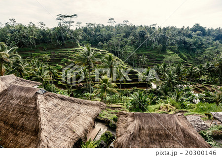 Rice terraces in Bali 20300146