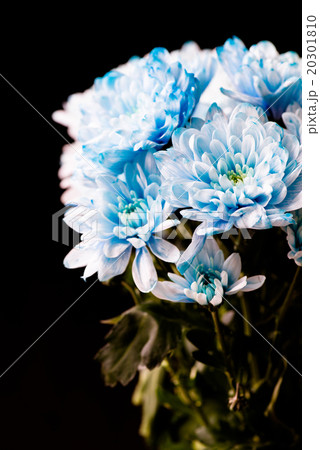 bouquet of blue chrysanthemum flowers 20301810