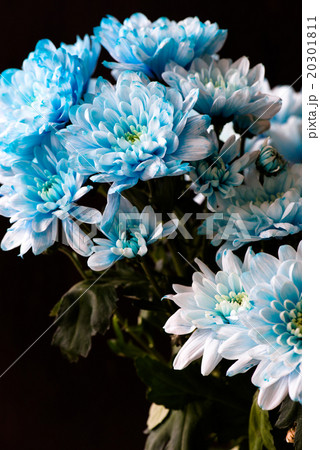 bouquet of blue chrysanthemum flowers 20301811