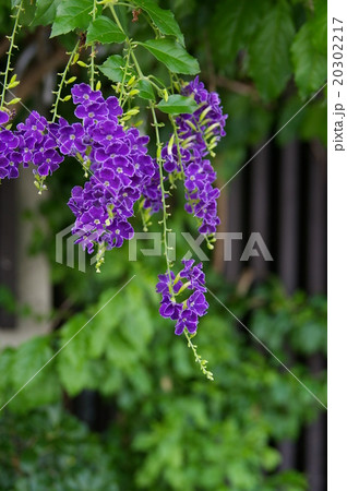 デュランタ デュランタ 20302217