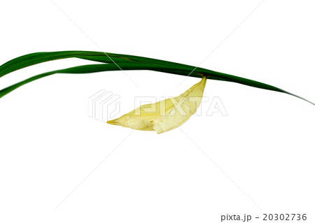 Green Butterfly Chrysalis. Green Butterfly Chrysalis. 20302736