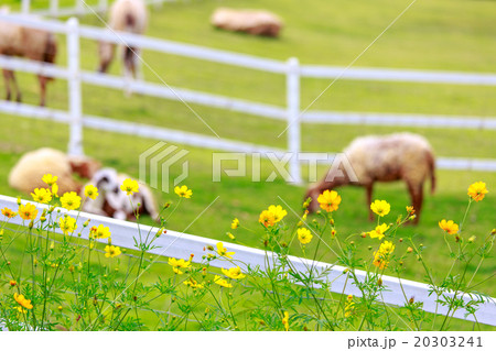 white sheep in sunny summer pasture and flower 20303241