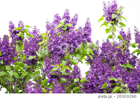Macro image of spring lilac violet flowers, Macro image of spring lilac violet flowers, 20303260