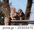アカゲザル（井の頭動物園） 20303470