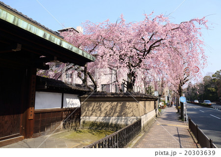 京都 有栖川宮旧邸(有栖館)の枝垂れ桜 京都 有栖川宮旧邸(有栖館)の枝垂れ桜 20303639