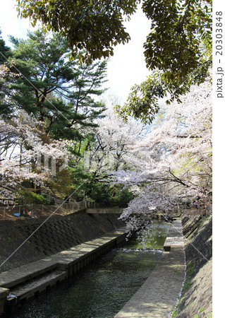 和田堀公園の桜 和田堀公園の桜 20303848