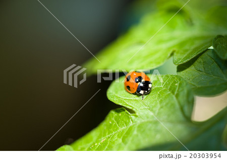 トマトの葉にいる益虫テントウムシの写真素材