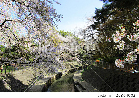 和田堀公園の桜 20304002