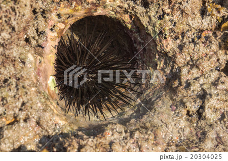 Rocky nest of sea -urchins and Seaweed 20304025