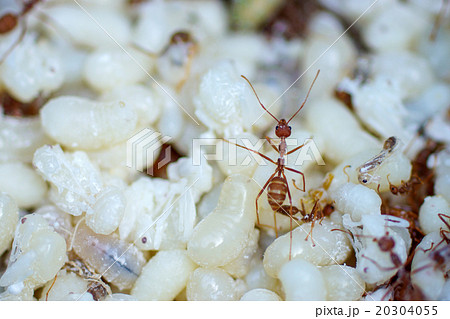 Red ants with white eggs 20304055