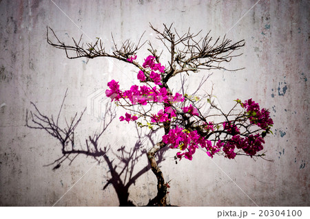 Bougainvillea flower and wall. Bougainvillea flower and wall. 20304100