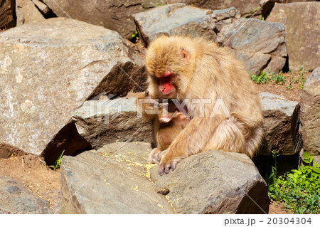 Japanese snow monkeys in hot springs of Nagano 20304304