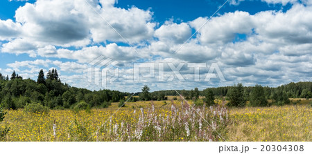 Meadow with yellow wildflowers near forest panoram Meadow with yellow wildflowers near forest panoram 20304308