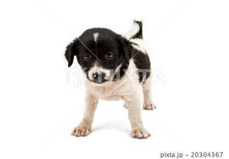 black and white dog black and white dog 20304367