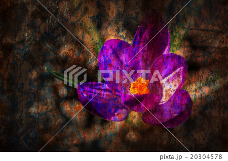 Crocus grunge metal texture 20304578
