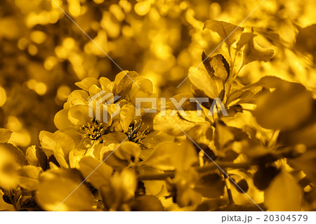 Japanese flowering quince 20304579