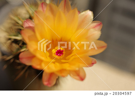 サボテンが花を付けている の写真素材