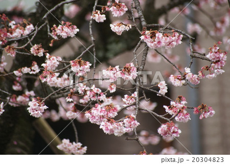 あたみ桜 20304823