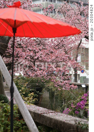 糸川遊歩道の「あたみ桜」 20304824