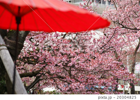 糸川遊歩道の「あたみ桜」 20304825