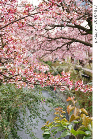 糸川遊歩道の「あたみ桜」 20304827
