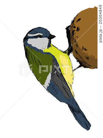 Sketch tit bird. Vector illustration Sketch tit bird. Vector illustration 20304849