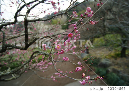 熱海梅園 20304865