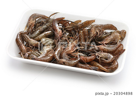 テナガエビ 20304898