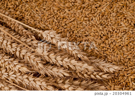 wheat wheat 20304961