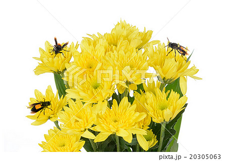 yellow gerbera flower on white background 20305063