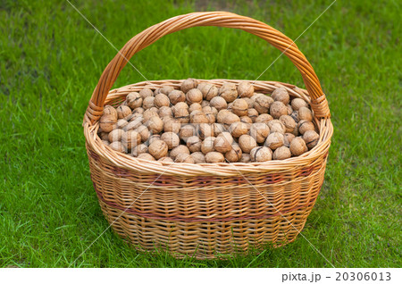Basket of walnuts Basket of walnuts 20306013