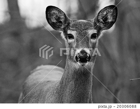 Black and white portrait of the cute deer 20306088