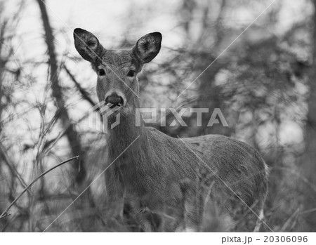 Beautiful black and white photo of the wild deer 20306096