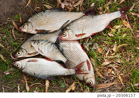 Pile of freshwater roach fish and bream fish 20306157