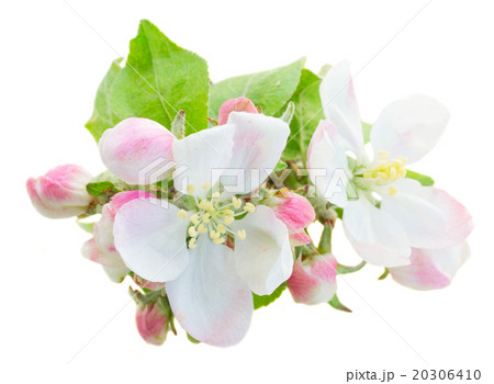Apple tree blossom 20306410