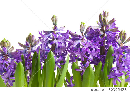 Spring flowers in pots 20306423