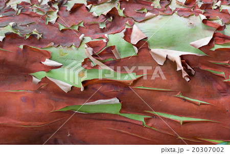 Desquamation bark of a tree 20307002