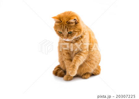 Portrait of red cat Portrait of red cat 20307225