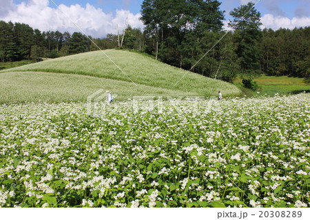 ソバの花咲く中山高原 20308289