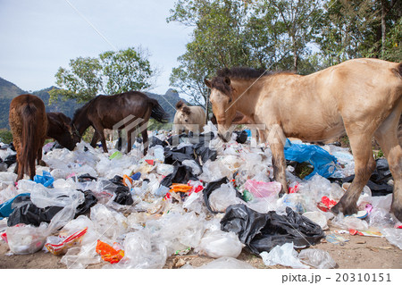 wild horse and pastic garbage in natural field wild horse and pastic garbage in natural field 20310151