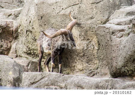金沢動物園｜スーチョワンバーラル 20310162