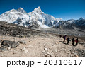 Trekking i Everest region, Nepal 20310617